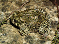: Bufo californicus; Arroyo Toad