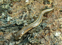 : Bolitoglossa rostrata