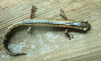 : Bolitoglossa rostrata