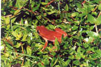 : Dendropsophus rubicundulus