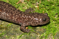 : Hynobius naevius