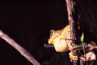 : Hypsiboas lundii