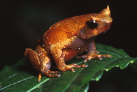 : Ophryophryne pachyproctus