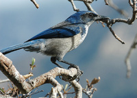 : Aphelocoma insularis; Island Scrub-jay