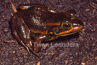 : Rana virgatipes; Carpenter Frog