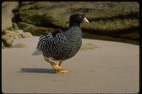 : Chloephaga hybrida malvarum; Kelp Goose