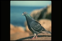 : Columba livia; Rock Dove