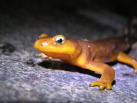 : Taricha torosa torosa; Coast Range Newt