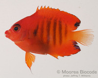 : Centropyge loriculus