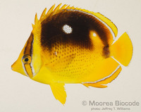 : Chaetodon quadrimaculatus