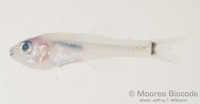 : Gymnapogon urospilotus