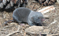 : Blarina brevicauda; Northern Short-tailed Shrew