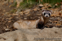 : Mustela nigripes; Black-footed Ferret