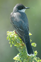 : Tyrannus tyrannus; Eastern Kingbird