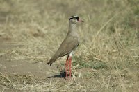 : Vanellus coronatus; Crowned Lapwing