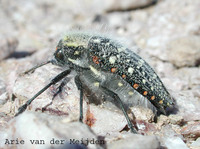 : Julodis sp.