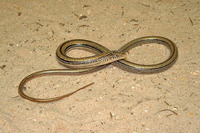 : Ophisaurus attenuatus attenuatus; Western Slender Glass Lizard