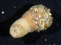: Actiniaria