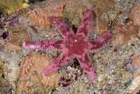 : Leptasterias aequalis; Six-armed Star