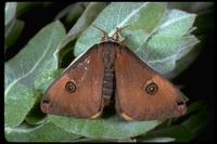 : Saturnia mendocino; Silkmoth