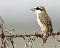 Brown Shrike