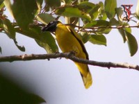 Black-headed Bulbul (Pycnonotus atriceps)