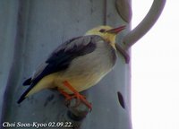 Fig. 2. Silky Starling : 비단찌르레기