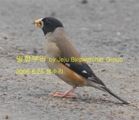 밀화부리 Yellow-billed Grosbeak