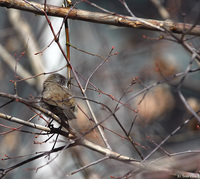 쇠흰턱딱새 Sylvia curruca / Lesser Whitethroat, Vag, 13cm,휘파람새과 | birds