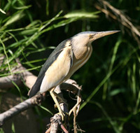 Little Bittern