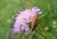 Oedemera podagrariae