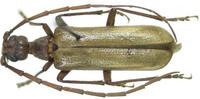 Vesperus aragonicus