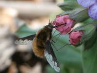 Bombylius major - Greater Bee Fly
