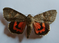 Catocala nupta - Red Underwing