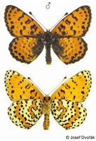 Melitaea didyma - Spotted Fritillary