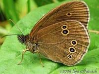 Aphantopus hyperantus - Ringlet