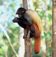 Black uakari (Cacajao melanocephalus)