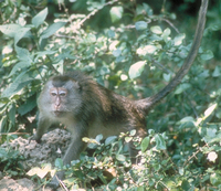 Long-tailed macaque (Macaca fascicularis)