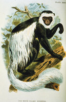 Guereza (Colobus guereza)