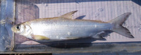 Coregonus lavaretus, Common whitefish: fisheries, aquaculture, gamefish