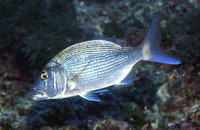 Dentex dentex, Common dentex: fisheries, aquaculture, gamefish