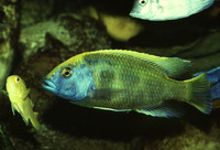 Nimbochromis venustus, : fisheries, aquarium