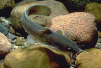 Noturus flavus, Stonecat: