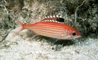 Sargocentron coruscum, Reef squirrelfish: