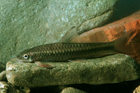 Paracrossochilus acerus, :