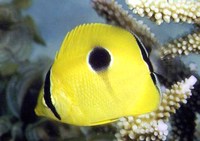 Chaetodon unimaculatus, Teardrop butterflyfish: fisheries, aquarium