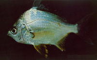 Diapterus peruvianus, Peruvian mojarra: fisheries