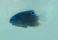 Pomacentrus adelus, Obscure damsel: