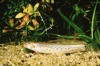 Lepidocephalus thermalis, Common spiny loach: aquarium