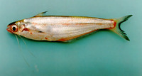 Laides hexanema, :